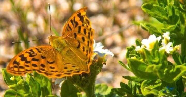 У “Тузлівські лимани” злетілися метелики – на зимівлю (ФОТО)