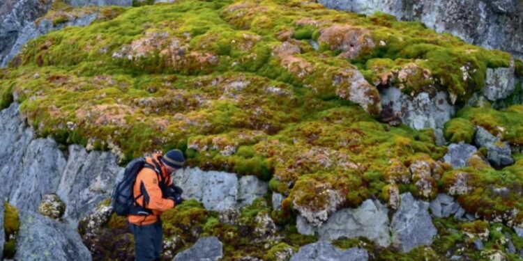 Антарктида з білого перетворюється на зелений континент (ФОТО)