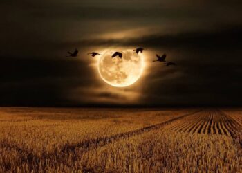 Найбільший супермісяць 2024 року осяє небо сьогодні, чим він особливий