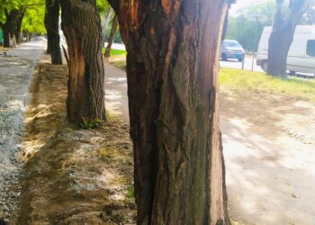 У Миколаєві біля «Метро» під час ремонту тротуару пошкодили дерева (ФОТО)