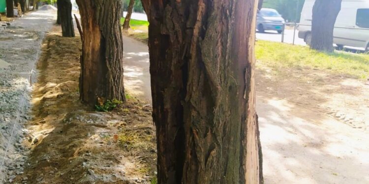 У Миколаєві біля «Метро» під час ремонту тротуару пошкодили дерева (ФОТО)
