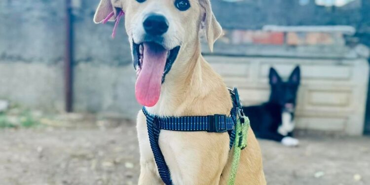 Цієї неділі у Миколаєві – чергова виставка-прилаштування безпритульних тварин (ФОТО)