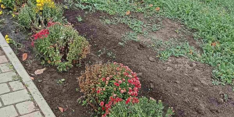 Вандали серед нас – у миколаївському сквері «Ради Європи» пошкодили зелені насадження (ФОТО)