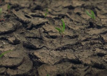 Що робити восени дачникам і городникам, щоб зробити землю легшою і пухкішою? Є варіанти