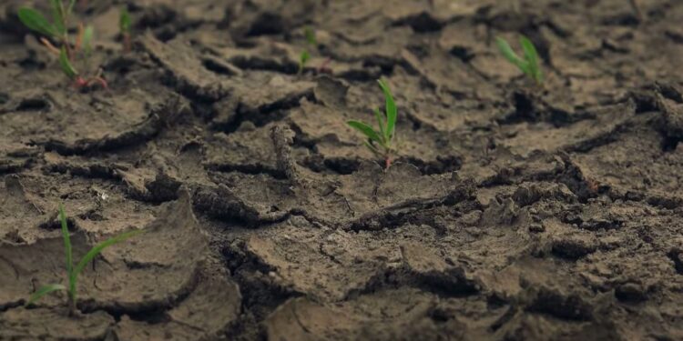 Що робити восени дачникам і городникам, щоб зробити землю легшою і пухкішою? Є варіанти