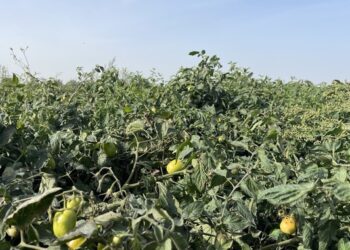  На Одещині почали вирощувати морозостійкі томати – ще дозрівають