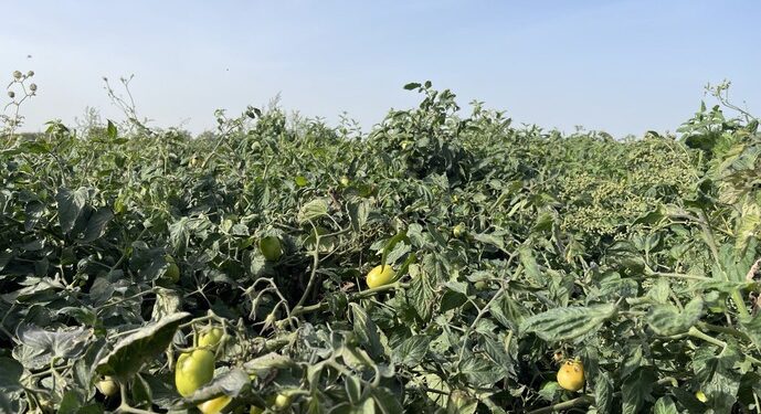  На Одещині почали вирощувати морозостійкі томати – ще дозрівають