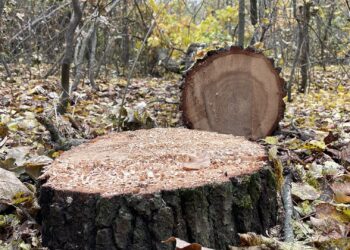 За 3 місяці в одній з громад Миколаївщини незаконно вирубали понад 150 дубів (ВІДЕО)