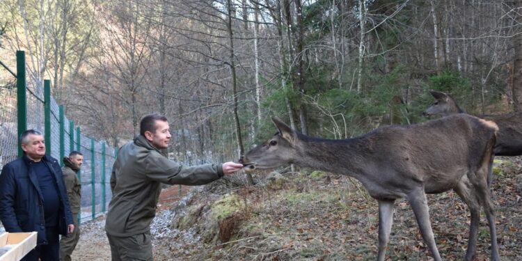 У Нацпарку «Синевир» запрацював реабілітаційний центр для порятунку оленів