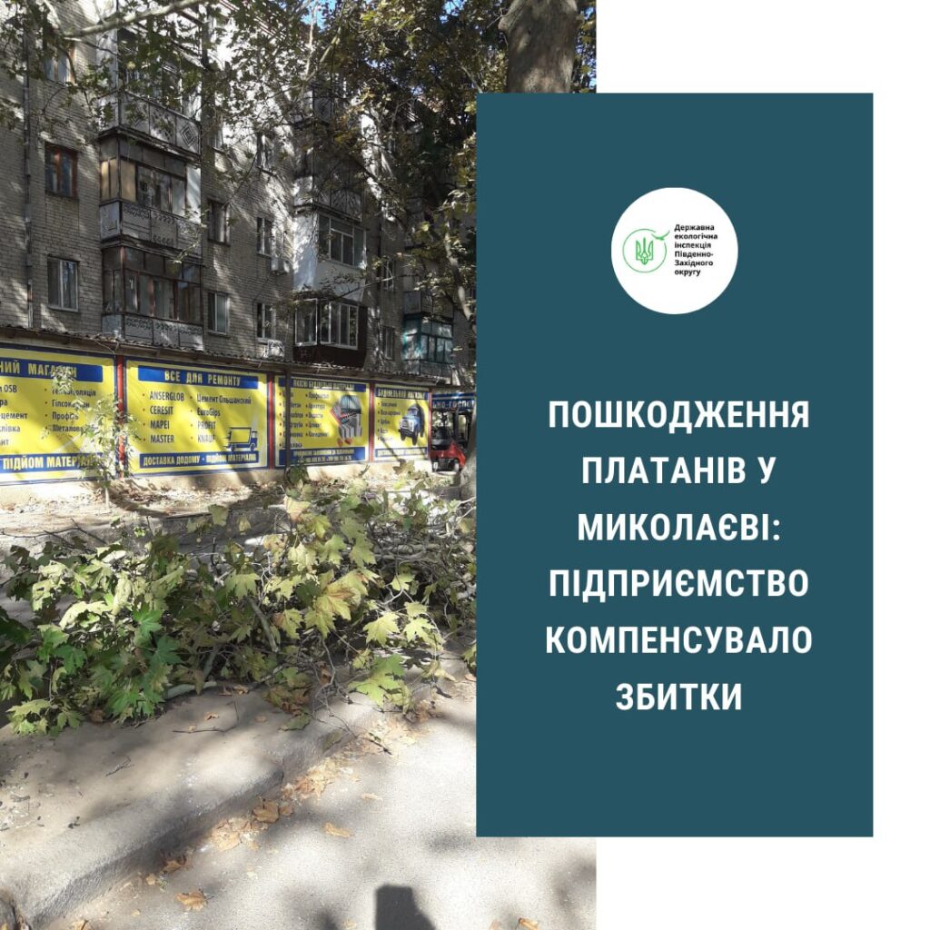 Миколаївська ТЕЦ сплатила майже 30,5 тис.грн. за 10 пошкоджених платанів 1