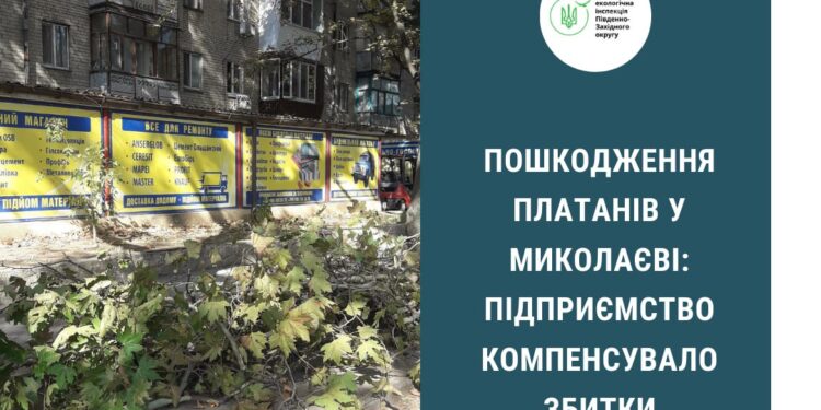Миколаївська ТЕЦ сплатила майже 30,5 тис.грн. за 10 пошкоджених платанів