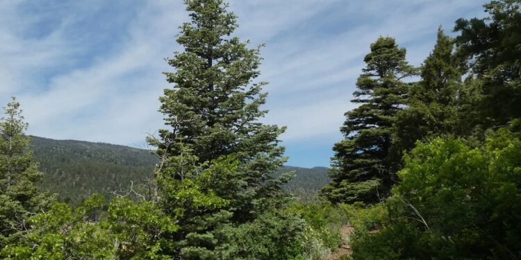 В Італії зібрали підписи, щоб урятувати від Ватикану 200-річну ялинку