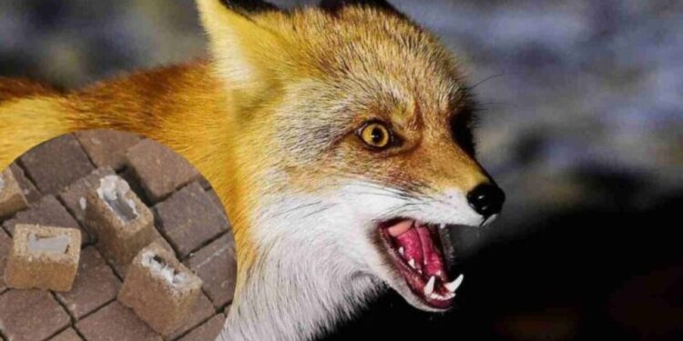 З понеділка на Миколаївщині щеплюватимуть від сказу диких тварин