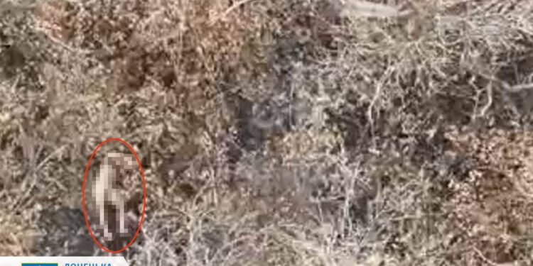 На Покровському напрямку росіяни розстріляли двох українських бійців, перевіряється інформація про розстріл ще трьох наших – Офіс Генпрокурора