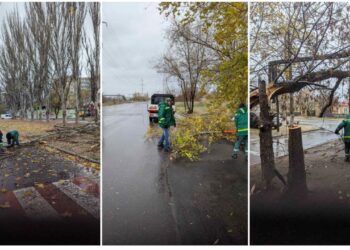 У Миколаєві сильний вітер вже повалив 15 дерев. Куди телефонувати, якщо що