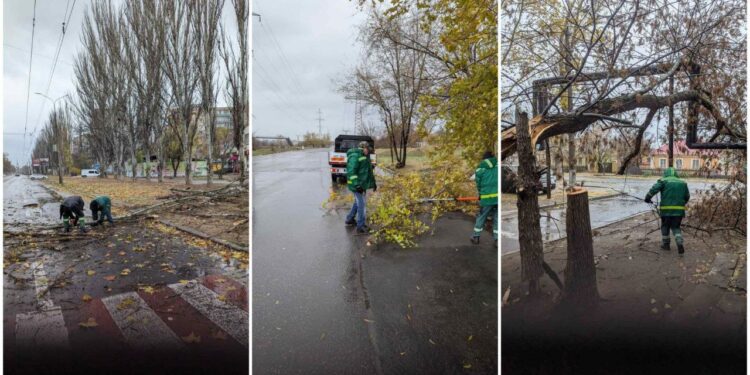 У Миколаєві сильний вітер вже повалив 15 дерев. Куди телефонувати, якщо що