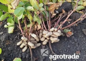 Отакої – на Харківщині зібрали перший врожай арахісу