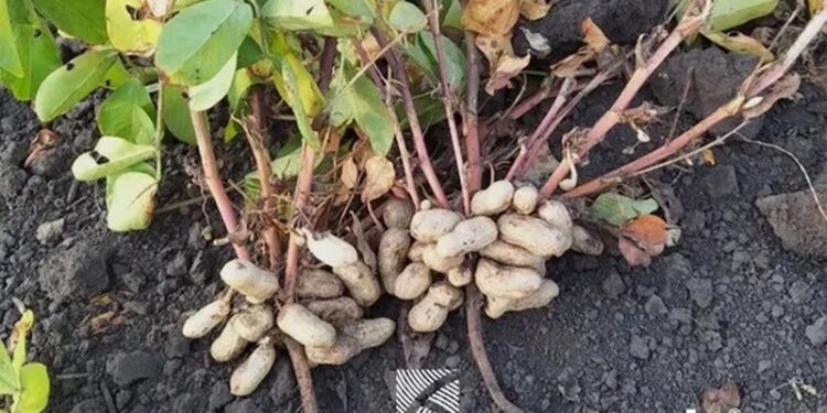 Отакої – на Харківщині зібрали перший врожай арахісу