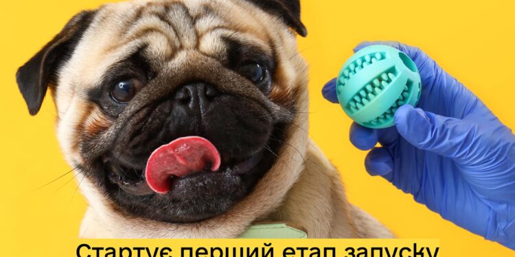 Стартує перший етап запуску Єдиного державного реєстру домашніх тварин: відкрито авторизацію для ветлікарів