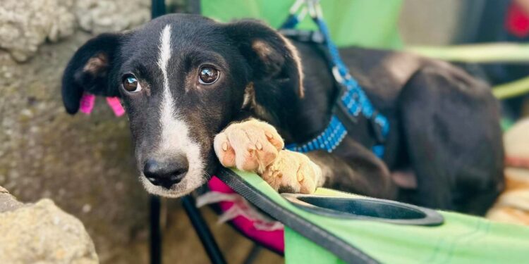 Цієї неділі у Миколаєві пройде чергова виставка-прилаштування безпритульних тварин