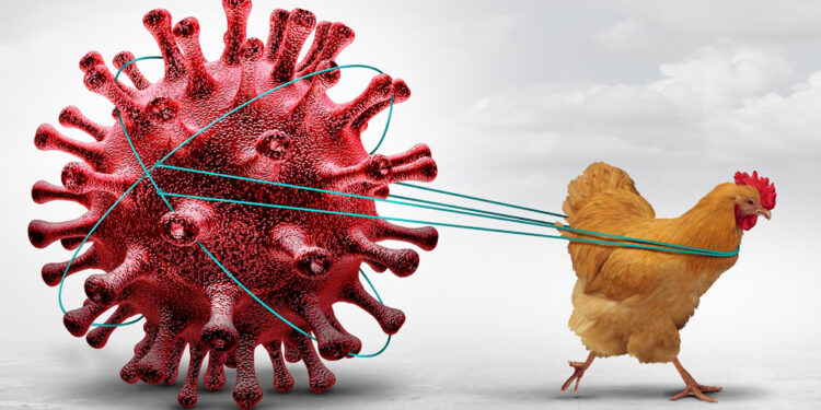 На Миколаївщині – новий спалах пташиного грипу