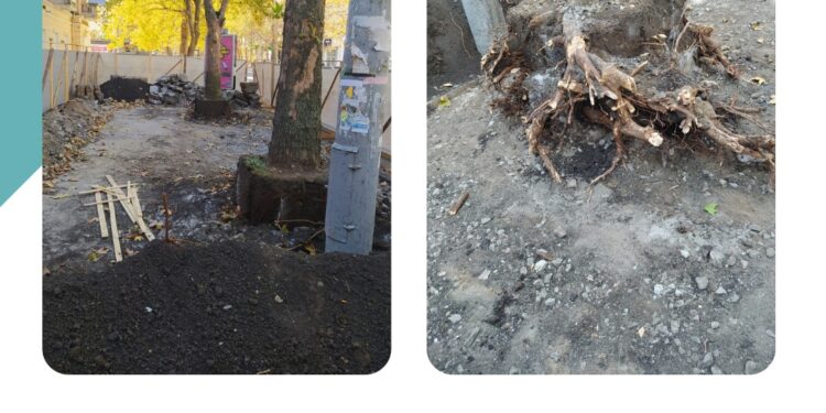 Заради клумби у центрі Миколаєва пошкодили платан