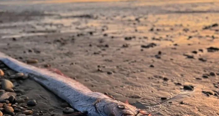 Рідкісну “рибу-ремінь”, міфічний вісник загибелі, знайдено в Каліфорнії (ФОТО)