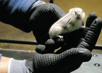 У Португалії застряг літак в аеропорту – там втекли 132 хом’яки, ловили 5 днів (ФОТО)