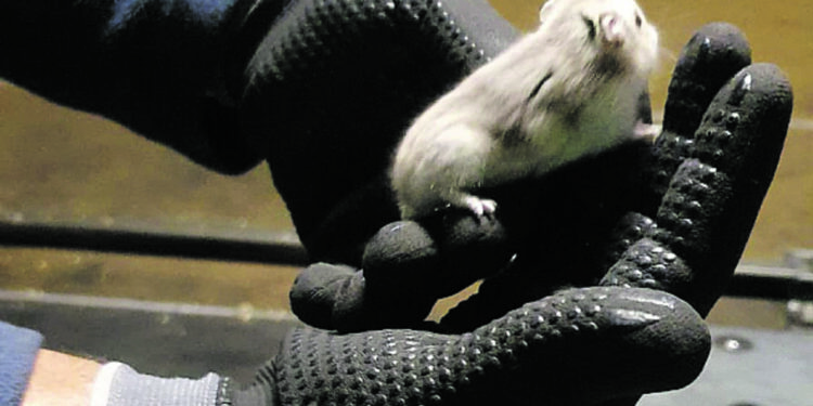 У Португалії застряг літак в аеропорту – там втекли 132 хом’яки, ловили 5 днів (ФОТО)