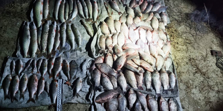 На Миколаївщині у 2 браконьєрів-чужинців конфіскували рибу і раків та нарахували збитків на 1 млн.грн. (ФОТО, ВІДЕО)