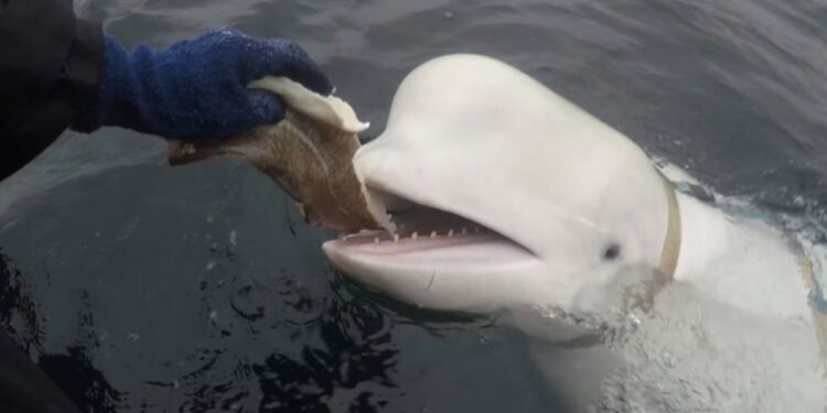 Загиблі дикі тварини, страчена худоба – теж жертви російської війни (ВІДЕО)