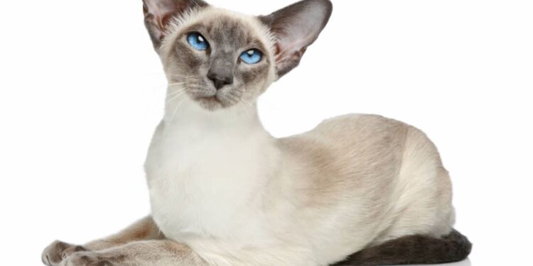 Якщо не боїтеся конкуренції. Ці 10 порід котів вважаються найрозумнішими (ФОТО)