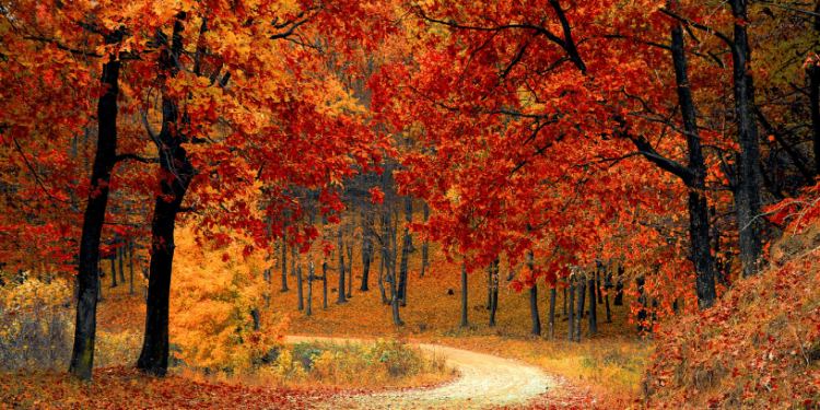 Прогноз погоди на вихідні 16–17 листопада: потеплішає, переважно без опадів