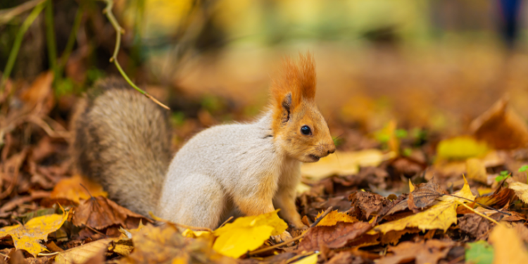 Прогноз погоди на вихідні 9–10 листопада: прохолодно, похмуро, без опадів