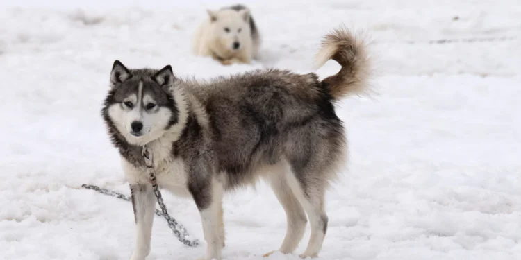 У Канаді виплатять інуїтам $45 млн. компенсації за вбивства їздових собак у 50-60 рр. минулого сторіччя (ВІДЕО)