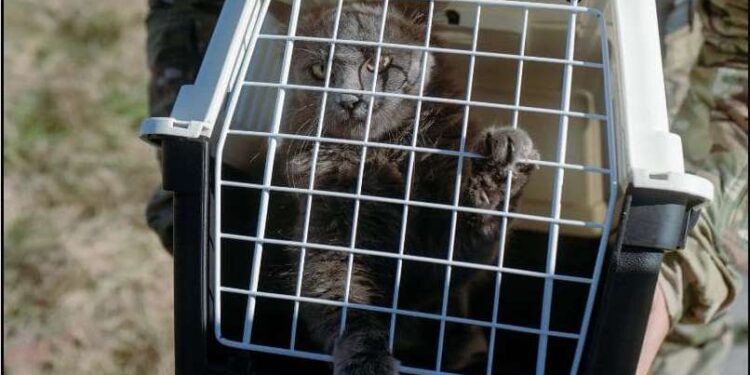 Операція “ГУР-КІТ” ― розвідники провели нетипову евакуацію з острова Зміїний (ФОТО)