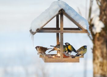 Прогноз погоди на вихідні 30 листопада та 1 грудня: зима за календарем, але не за вікном