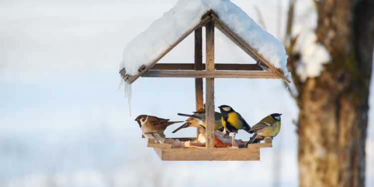 Прогноз погоди на вихідні 30 листопада та 1 грудня: зима за календарем, але не за вікном