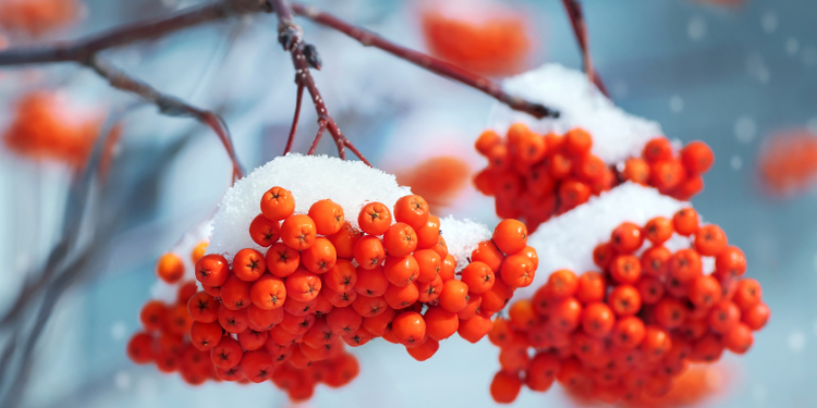 Прогноз погоди на вихідні 23–24 листопада: зима на порозі