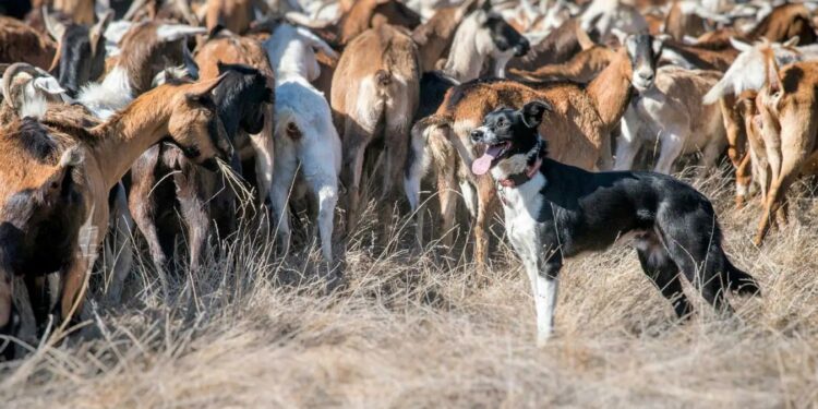 Німецькі вчені стежитимуть за тваринами з космосу, щоб передбачати природні катастрофи