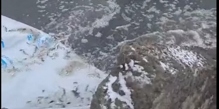 Зариблення на Миколаївщині – 59 тисяч мальків вселили у Таборівське водосховище (ВІДЕО)