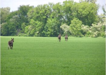 Всесвітній фонд природи WWF-Україна та The HALO Trust реалізують на Миколаївщині спільний проект з розмінування лісосмуг