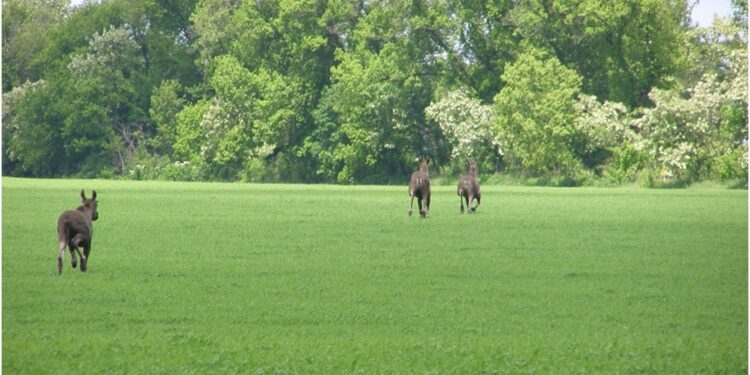 Всесвітній фонд природи WWF-Україна та The HALO Trust реалізують на Миколаївщині спільний проект з розмінування лісосмуг