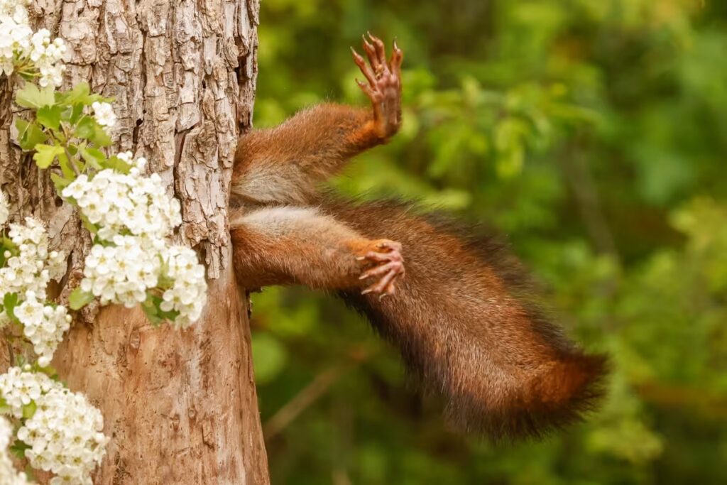 Comedy Wildlife Photography Awards-2024 – яке фото тварини визнано найсмішнішим цього року? (ФОТО) 2