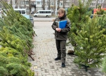 У Миколаєві перевіряють місця продажу новорічних ялинок і вже знайшли порушення