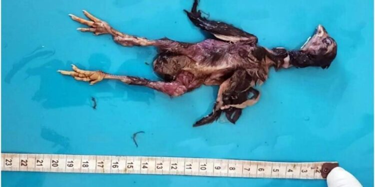 Хотів стати батьком – в Індії чоловік проковтнув живе курча та помер