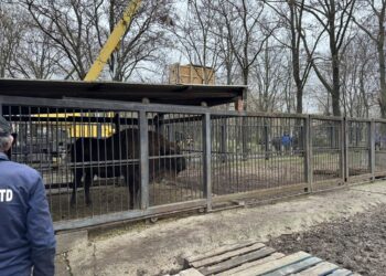 Миколаївський зоопарк провів зубриху Гаю до «нареченого» (ФОТО)