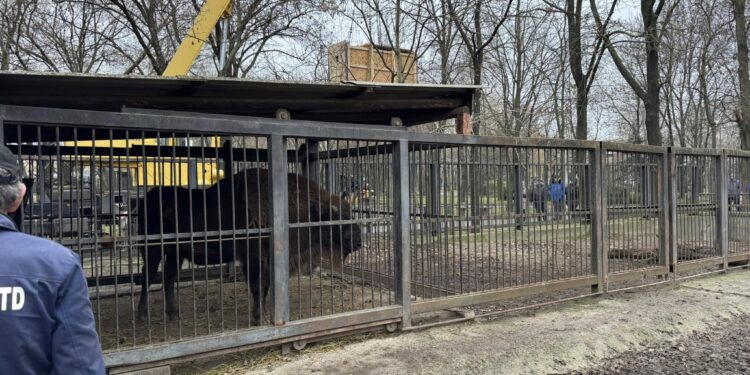 Миколаївський зоопарк провів зубриху Гаю до «нареченого» (ФОТО)