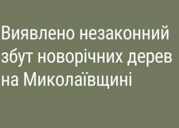 Де спиляв, невідомо, – у Веселинове новорічні сосни продавались без обов’язкових бірок