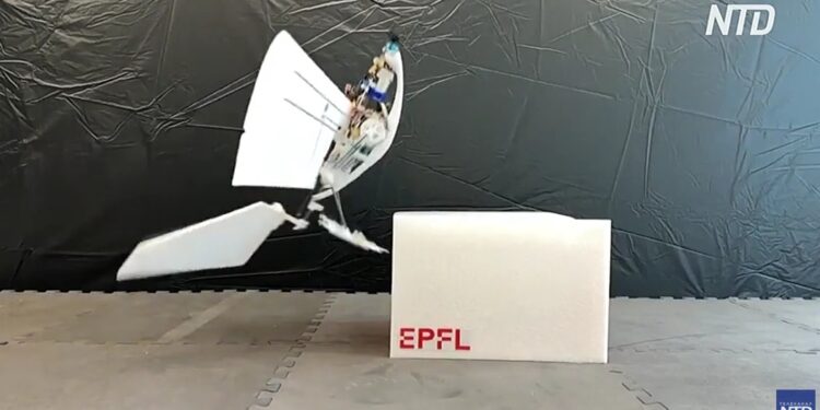 У Швейцарії створили робота-птаха, який зможе стати в нагоді при пошуково-рятувальних операціях (ВІДЕО)